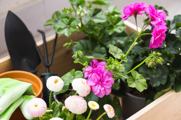 Semis de belles fleurs printanières et outils de jardinage dans une boîte en bois