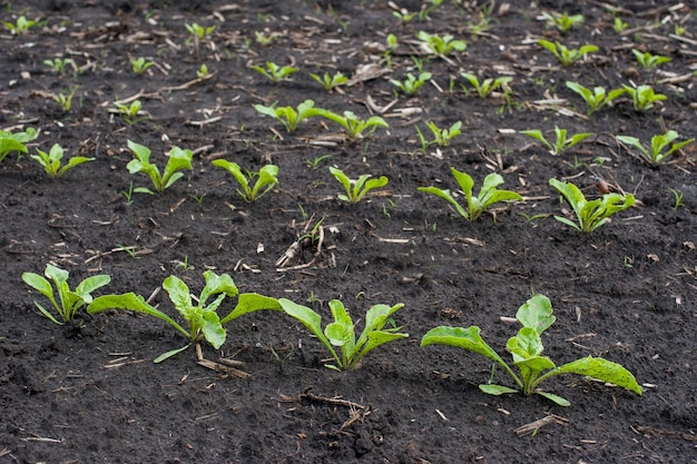 Les semis bouchent les jeunes feuilles de betterave à sucre sur un champ au printemps