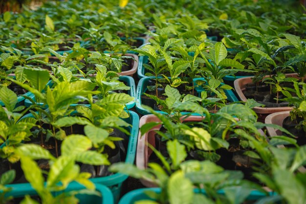 Les semis de cacaoyers en pépinière