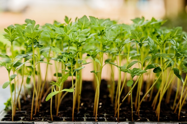 semis de calendula poussent dans un plateau de semis en plastique