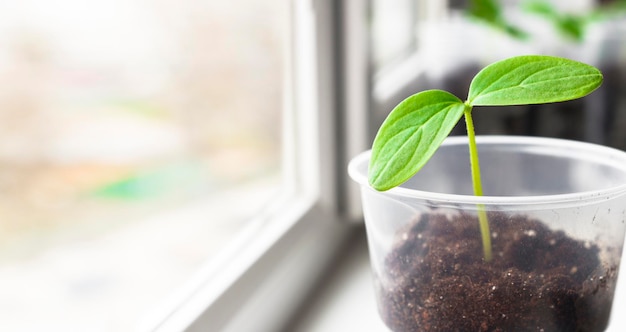 Un semis de concombre cultivé à partir d'une graine dans un pot sur le rebord de la fenêtre de la maison Copiez l'espace bannière jardin arrière-plan avec jeune pousse de près