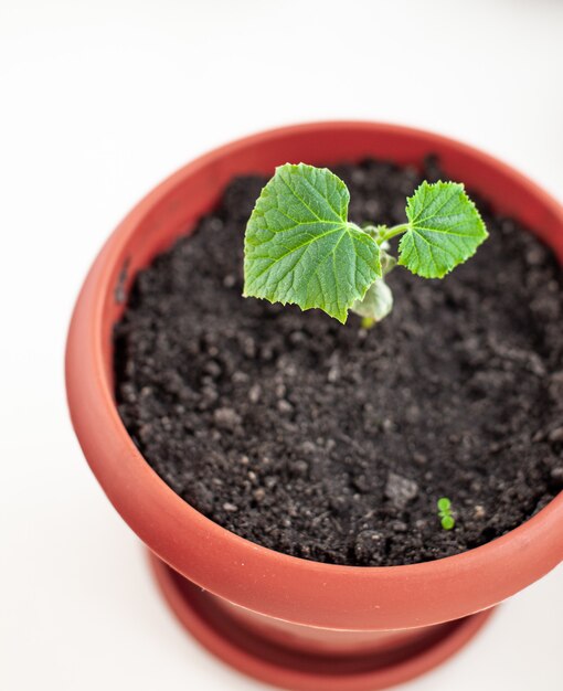 Semis de concombres dans des pots près de la fenêtre, un gros plan de feuille verte. Cultiver des aliments à la maison pour un mode de vie écologique et sain. Cultiver des semis à la maison pendant la saison froide