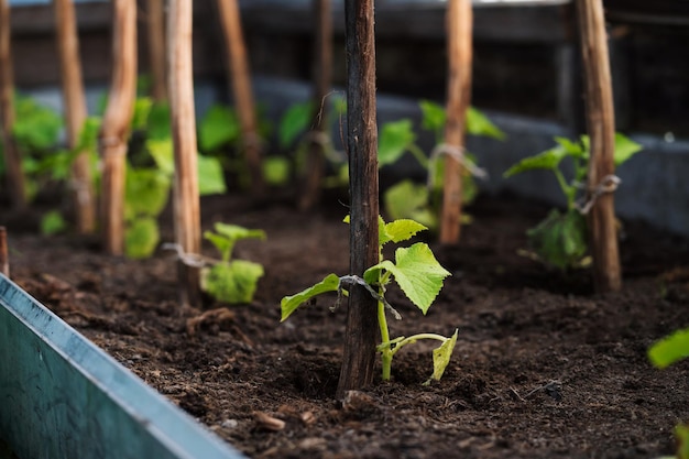 Semis de concombres sur un lit de jardin dans une serre. Cultiver des concombres