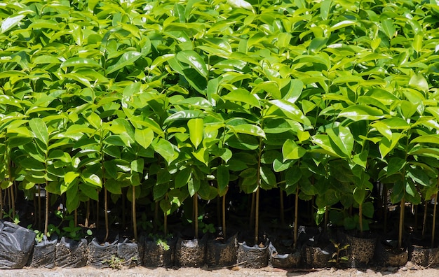 Les semis de corossol Annona muricata L aussi appelé graviola en pépinière