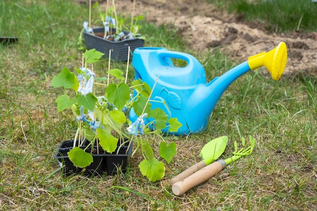 Semis de courgettes dans des verres de tourbe pour la plantation sur un lit de jardin au printemps