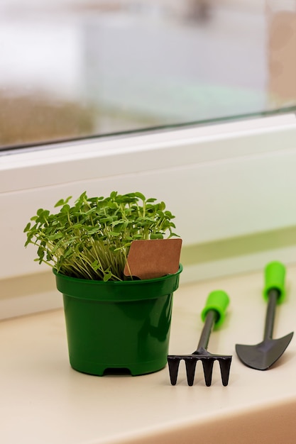 Les semis cultivés à partir de graines à la maison, sur un rebord de fenêtre. Concept: préparer la saison estivale, un loisir utile