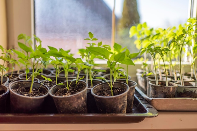 Semis sur les fenêtres à la maison cultivant des légumes à la maison