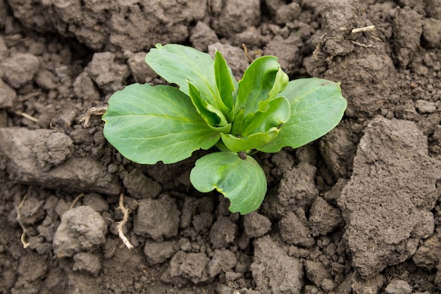 Semis de fèves dans le potager