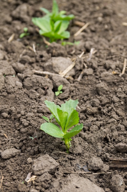 Semis de fèves dans le potager