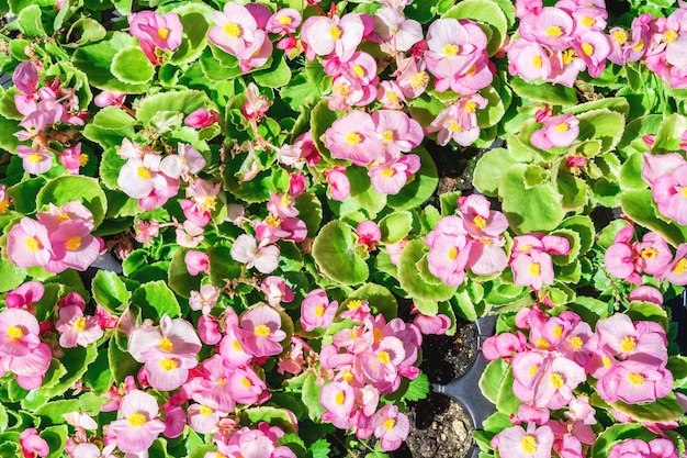 les semis de fleurs de bégonia décoratives sont préparés pour être plantés dans un parterre de fleurs