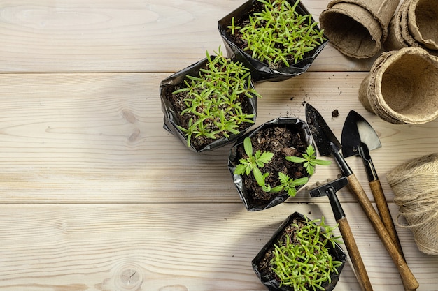 Les semis de fleurs dans des pots en plastique noir