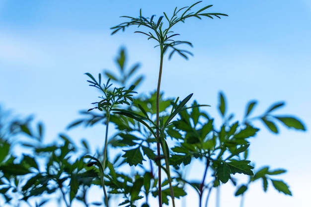 Semis de fleurs dans un récipient cellulaire en plastique sur le rebord de la fenêtre