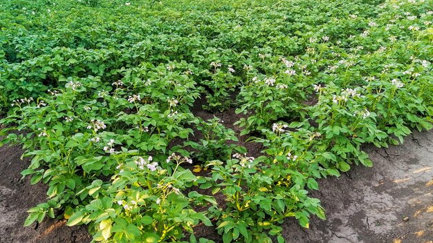 Semis en fleurs de pommes de terre dans le champ