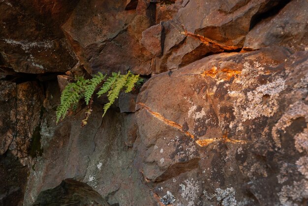 Semis de fougères et anciennes roches de lave froide Un fragment texturé d'une roche illuminée par le coucher du soleil