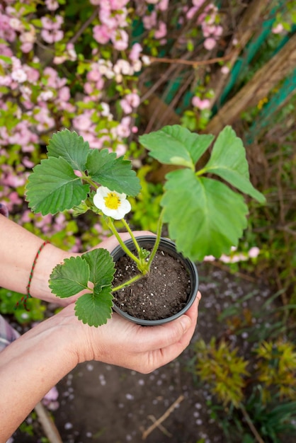 Des semis de fraises entre les mains d'un jardinier