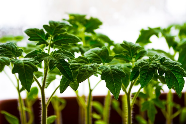 Semis de jeunes plantes sur les rebords de fenêtre à la maison