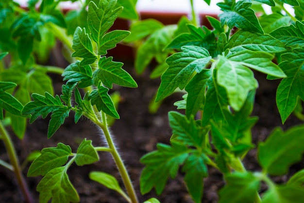 Semis de jeunes plantes sur les rebords de fenêtre à la maison