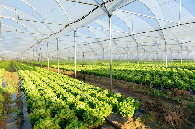 Les semis de laitue biologique fraîche en serre à l'extérieur