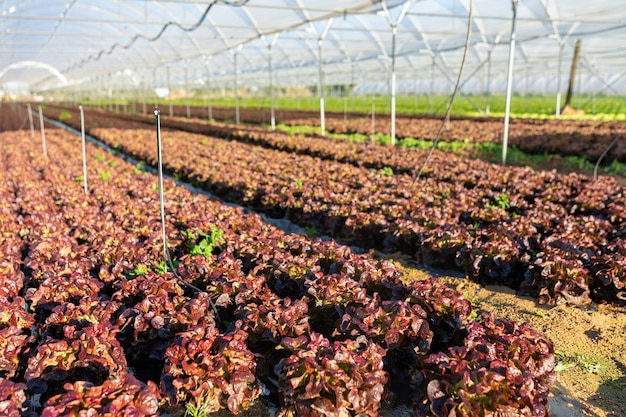 Les semis de laitue biologique fraîche en serre à l'extérieur