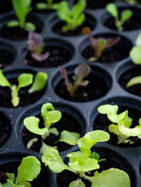 Semis de laitue verte et rouge en pépinière horticole