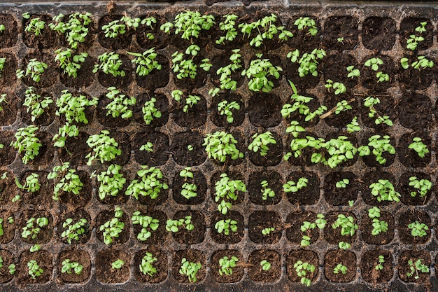 Semis de légumes biologiques avec de la terre dans un bac en plastique pour l'élevage