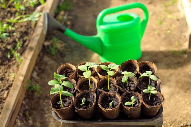 Semis de légumes dans des pots de tourbe et un arrosoir pour arroser dans une serre