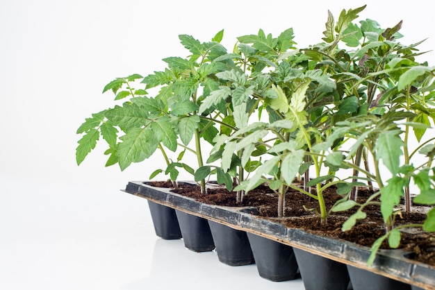 Semis de légumes sur fond blanc