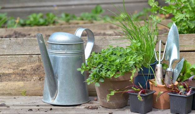 Semis de légumes et plante aromatique avec matériel de jardinage sur une planche dans un jardin