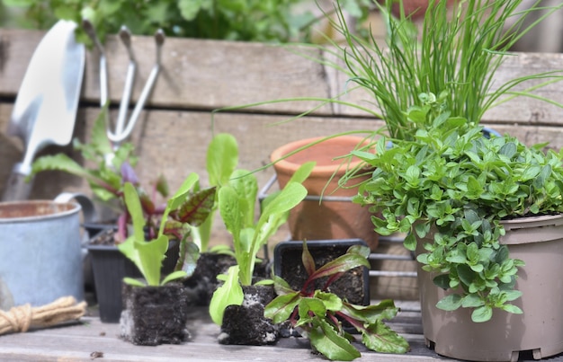 Semis de légumes et plantes aromatiques au jardin