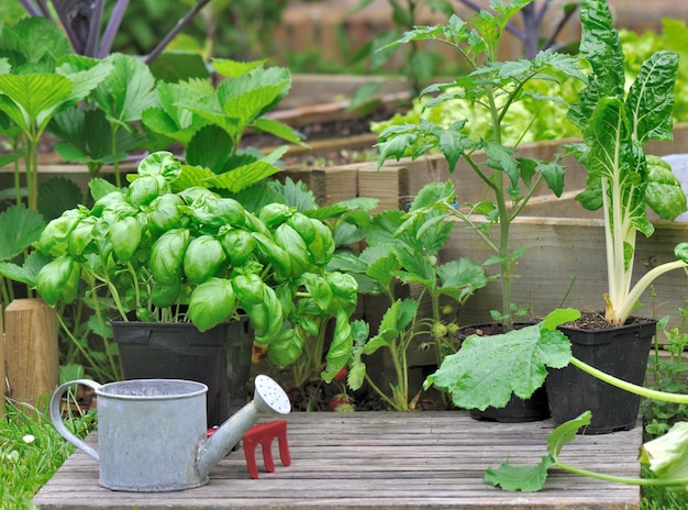 Les semis de légumes poussant en pot et avec du basilic mis sur le sol dans un jardin