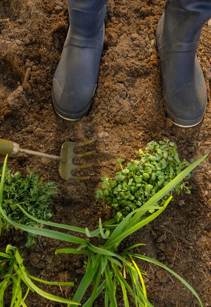 Semis de micro-verts dans des bottes en caoutchouc et une houe