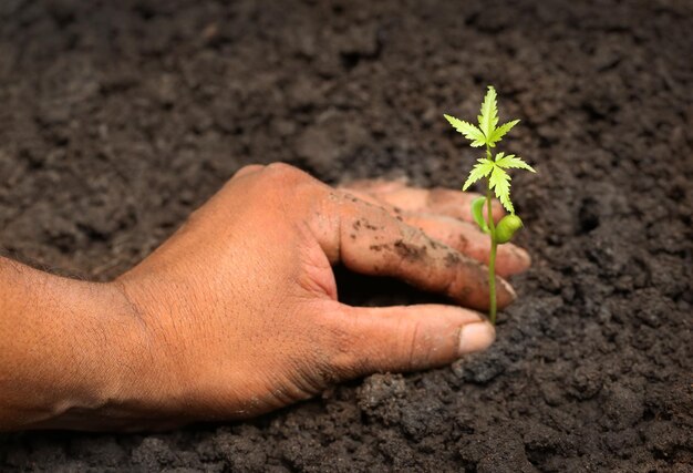 Semis de neem médicinal tendre lors de la plantation dans le sol