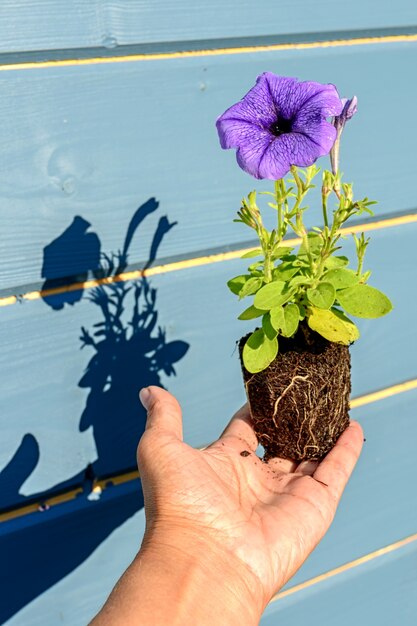 Semis de pétunia avec une fleur lilas ou bleue dans les mains d'un jardinier avec des ombres, une photo en gros plan avec un flou sélectif