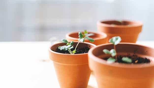 Semis et plante en pot