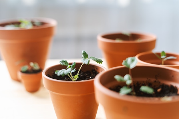 Semis et plante en pot