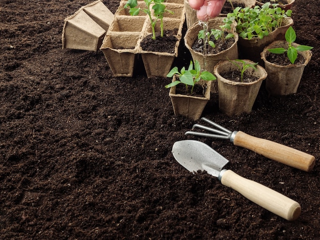 Les semis de plantes dans des pots de tourbe debout sur le sol sont arrosés avec de l'eau de la main.