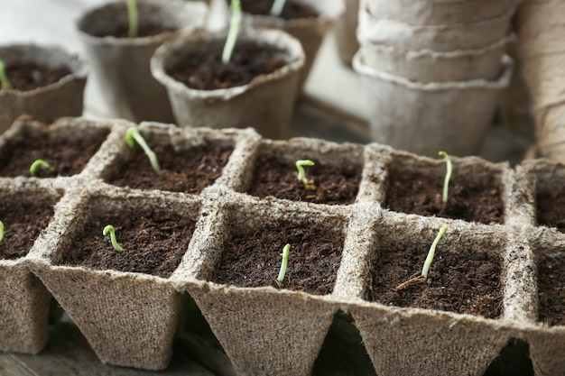 Les semis de plantes dans des pots de tourbe kit sur table