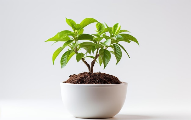 Semis de plantes de goyave dans un bol blanc