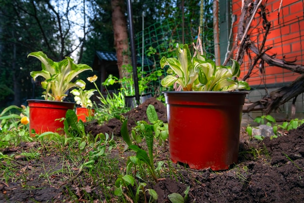 Semis de plantes de jardin préparés pour le repiquage dans le jardin Pots avec jeunes plantes travail de printemps dans le jardin