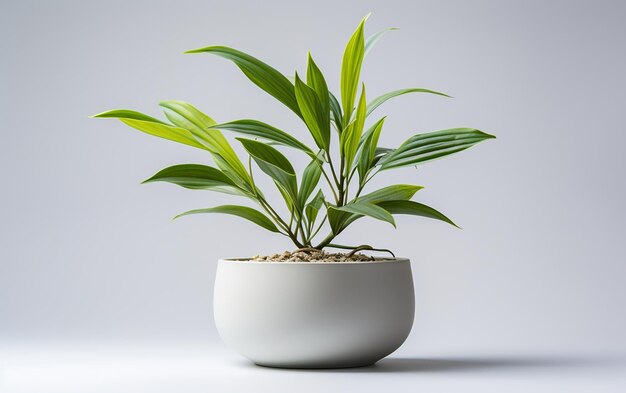 Semis de plantes de lys dans un bol blanc