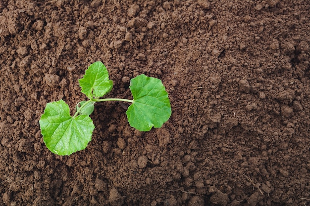 Semis et plantes poussant dans le sol