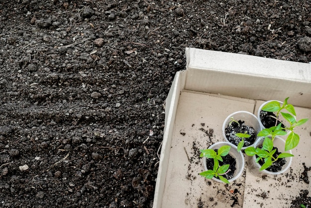 Semis de plantes vertes dans des tasses dans une boîte au sol dans une serre prête à être plantée au printemps été sol dans un jardin biologique agriculture culture repiquage concept d'agriculture