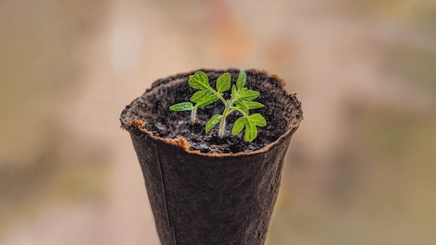 Semis de poivre dans des pots de tourbe sur la fenêtre