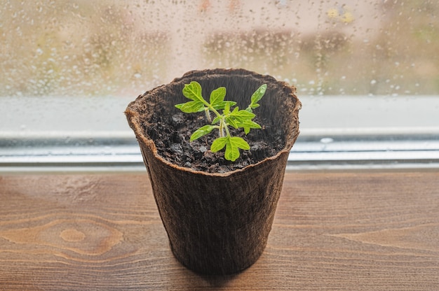 Semis de poivre dans des pots de tourbe sur la fenêtre