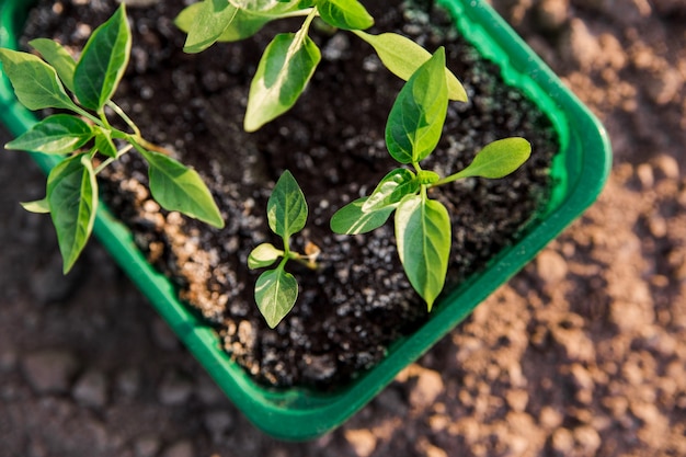 Les semis de poivron. Jardinage Feuilles vertes de plantes en bac sur le graund. Vue rapprochée