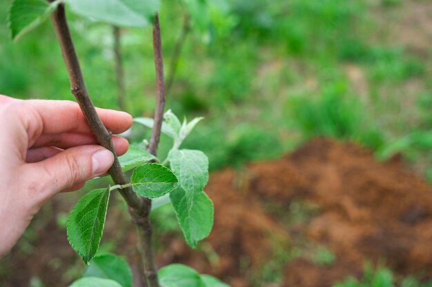 Un semis de pommier dans le jardin est préparé pour être planté en pleine terre Arbre fruitier de la pépinière cultivant des fruits biologiques sur votre site