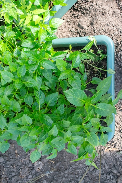 Semis en pot poussant dans des pots de tourbe biodégradable