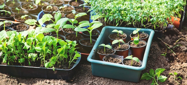 Semis pour planter des plantes de jardin au printemps.