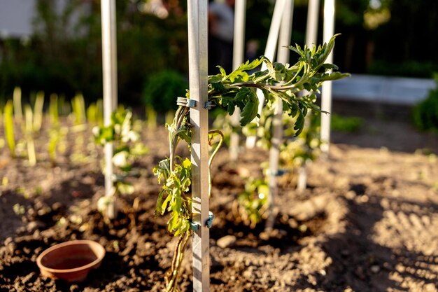 Semis poussant à partir d'un sol fertile dans le jardin de l'agriculteur le soleil du matin brille Écologie et équilibre écologique agriculture et plantation Scène agricole avec des germes dans la terre gros plan Soft focus