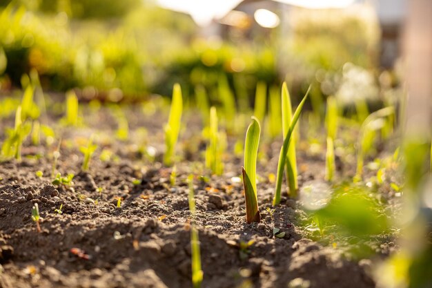 Semis poussant à partir d'un sol fertile dans le jardin de l'agriculteur le soleil du matin brille Écologie et équilibre écologique agriculture et plantation Scène agricole avec des germes dans la terre gros plan Soft focus